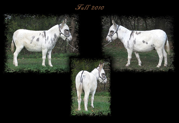 Critter Haven Farm Miniature Donkeys